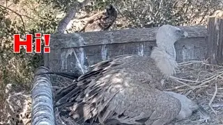 🦅 Egyptian Vulture Visits a Griffon Nest