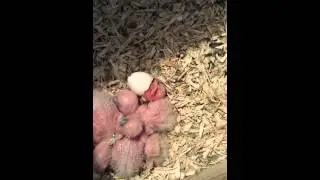 Baby lovebird hatching