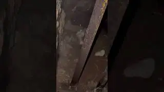 Mysterious creature with red eyes!￼#caughtoncamera #mystirious#paranormal #creature ￼#hunted