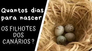 Com quantos dias, nascem os filhotes de Canários ??