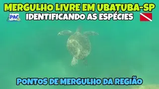 Mergulho livre em Ubatuba - SP / Identificando espécies.