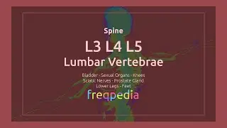 L3, L4 & L5 Vertebrae Frequency