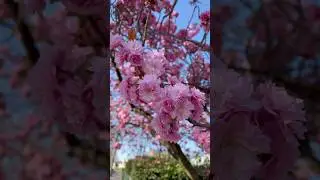 Сакура! #голландия #nederland #сакура #sakura #bloemfontein #цветы #pink #розовое #blooming #holland