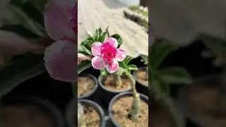 when your gifted plants bloom ❤️ #growth #evergreenseeds #shortsfeed #adenium #shorts
