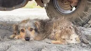 He Transforms from a Scared and Timid Street Dog Into a Happy Confident Family Member