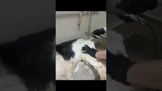 Поможем все вместе Дружку на операцию 🙏🙏🙏🥹🥹🥹