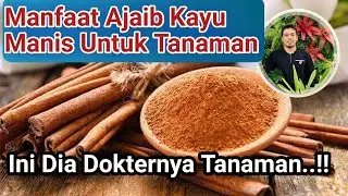 Dokternya Tanaman.! Manfaat Kayu Manis Untuk Tanaman dan Berkebun, Cara Agar tanaman sehat dan Subur
