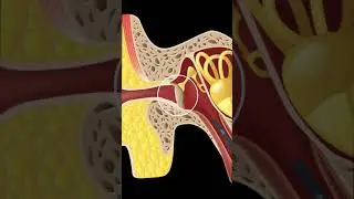RETRACTED EARDRUM/RETRACTION POCKETS EXPLAINED #SHORTS