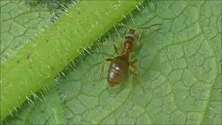 Aphids and Ants