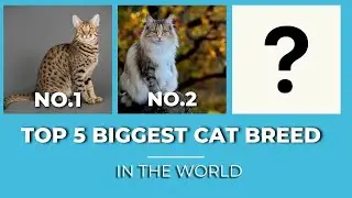 What are The No 1 Biggest Cat Breed   OUR TOP 5 PICKS