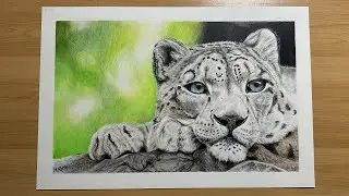 Drawing a Snow Leopard with Fabre-Castell Polychromos color pencils