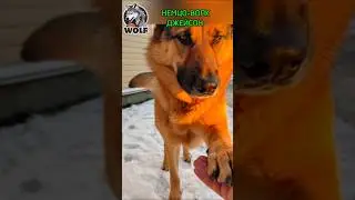 🐺🐕&zwj;🦺 Наш Волкособ с мордочкой Немца #germanshepherd #волкособ #топ #funnyvideos
