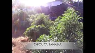 GREEN DREAM TOP 10 CANNABIS STRAINS OF ALL TIME  VIDEO