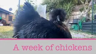 What the silkie chickens got up this week #silkies #backyardchickens #pets