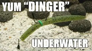 YUM: Dinger! Lure action on a different Neko Rig! Underwater! Full HD