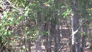 Scott Ellis -Awesome Hen Fight-fighting purrs, cutting