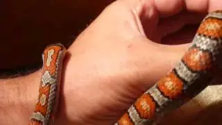 Lampropeltis mexicana mexicana - Meksykański wąż kr&oacute;lewski