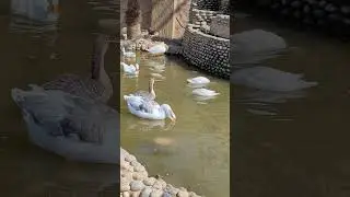 Birds aviary #duck #birds #shorts