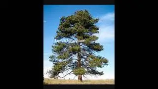 ⚡️Thalia Grace⚡️ 🌲 Happy Tree 🌲