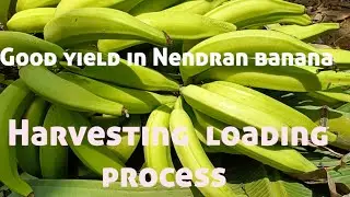 Nendran banana cultivation