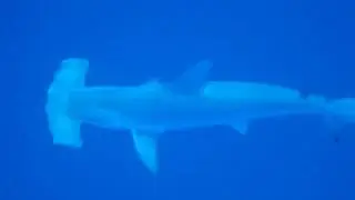 Hammerhead Shark (squalo martello), Red Sea august 2009.