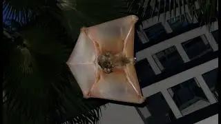 Sunda Colugo / Flying Lemur (Galeopterus variegatus) - Best of Singapore's Wildlife