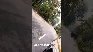 The wild elephant crossing the road and gorumara national park dooars Indian