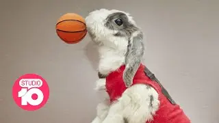 The World&rsquo;s Most Famous Bunny | Studio 10