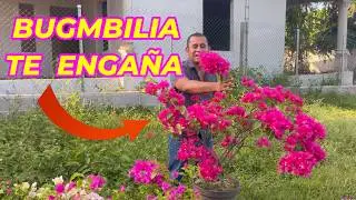 La mentira de la bugambilia&hellip; y c&oacute;mo lograr que explote en floraci&oacute;n #bugambilias #flores #plantas