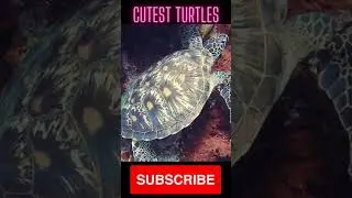 active turtles ! action reply turtles #turtles #shorts