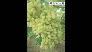Grapes Of all thyps in agriculture#viral #shorts