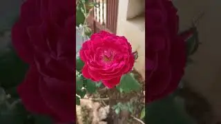 Ajmeri fragrant rose desi rose  can't compare to other hybrid fragrance Rose organic 🌹#shorts