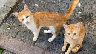 Incredibly Cute Yellow Cats living on the street. I gave them food 🥹😍