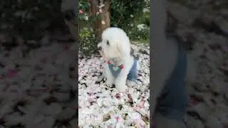 Wait to see the most beautiful flower 🐶. #dog #flowers #beautiful #nature #dogshorts #fyp