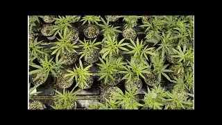 Business licences for Edmonton pot shops should be $2,500, committee says