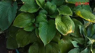 Фази розвитку хостарія#petrnovar #запоріжжя #hosta #garden 