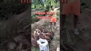 loding buah sawit #rantauan #malaysia