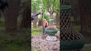 Bonsai shaping from Crape Myrtle plant