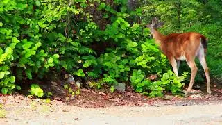 Amazing Deer in the Wild 🐾 | Wildlife Video