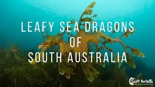 Leafy Sea Dragons of South Australia