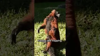 Is a red ruffed lemur a monkey? #shorts