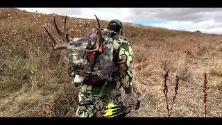 Archery Muledeer with Traditional Gear