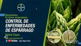 Control de enfermedades en espárrago | Agro Bayer Perú