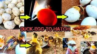 🦆வாத்து முட்டை🥚 அடை வைப்பது முதல்🐣 குஞ்சுகள் பொரிக்கும் வரை❣️ duck egg to hatching 😻