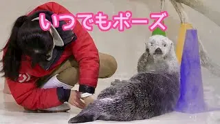 ラッコ　メイちゃんとキラちゃん　身体チェック中にもポーズをとります【鳥羽水族館】Sea otter May-chan Kira-chan Toba Aquarium 