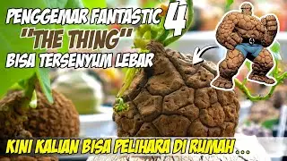 Tanaman Unik Yang Cocok Untuk Dekorasi Ruangan - Stephania Suberosa