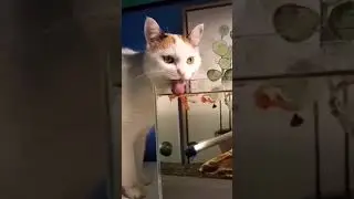 Cat lovers ❤|| cad comedy video #shorts  #cat