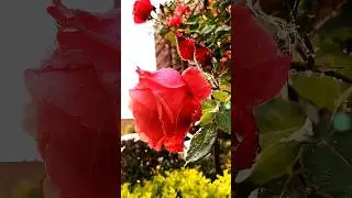 😌🤩Nature's Jewels : Rain drop🌧️ 💧diamonds on bloomed rose🌹🤩 #shorts #youtubeshorts #nature #flowers