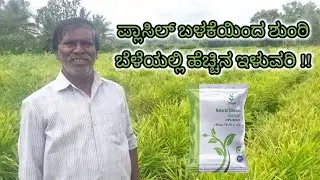 High yield in ginger crop by use of Plasil !! || Ginger || @plasilsilicon4155
