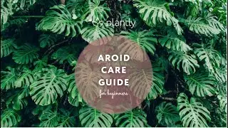 Aroid Care for Beginners